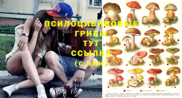 крисы Горняк